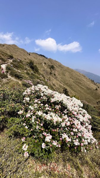 合歡東峰、小奇萊賞玉山杜鵑2542806