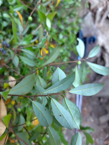 唐麻丹山 蝴蝶谷2918788