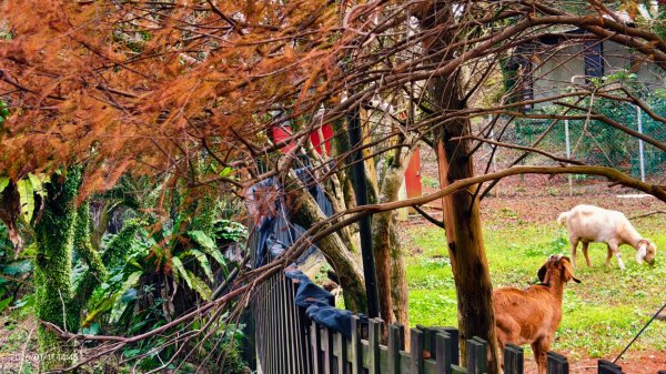 #花卉試驗中心 #永公路500巷 #平菁街42巷 #原住民公園 #士林官邸 1/42980373