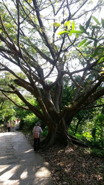 台北大縱走之劍潭山+忠義山445669