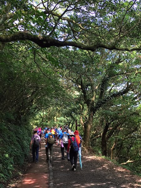 二子坪、二子山西峰、二子山東峰、大屯自然公園、菜公坑山、陽明山前山公園【臺北大縱走 1&2】2540930