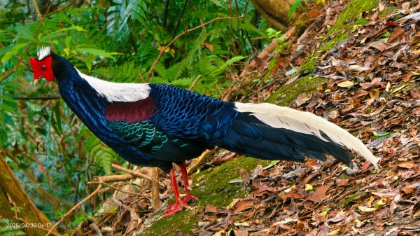 翡翠水庫壩頂 #火燒雲雲海 #日出雲海 #鱷魚島 #藍腹鷴 4/292773477