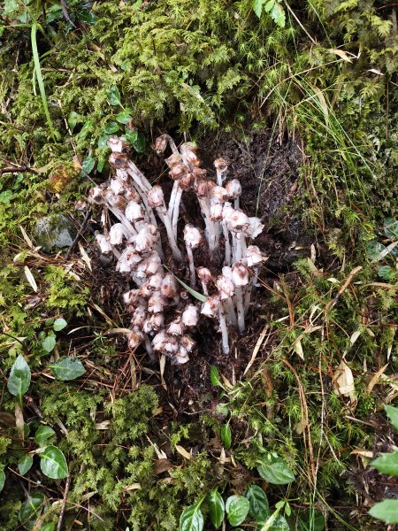 北一段(14/14)高山植物 2025_0906~132887636