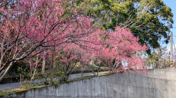 貓貍山.協雲宮,青青草原2701152