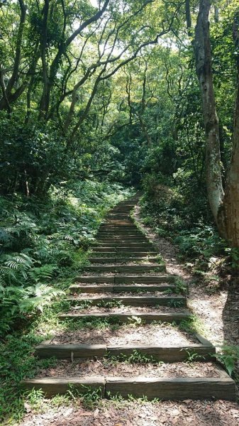 桃園蘆竹-羊稠坑森林步道962228