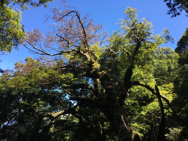 鳥結o. (內鳥嘴、那是山2595875