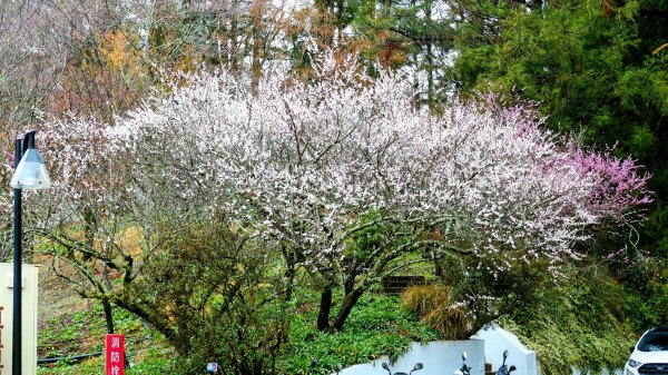《青玉案・福壽山櫻》2712357