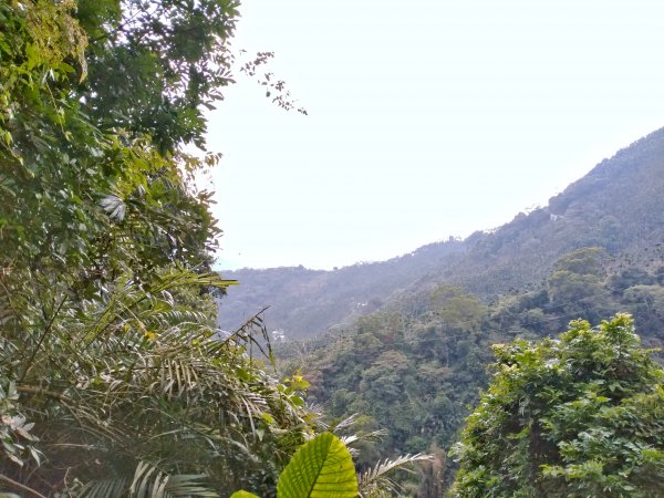 大巃頂步道(紅南坑森林古道)789417