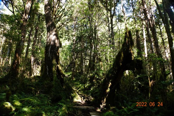 宜蘭 大同 太平山森林遊樂區 鐵杉林自然步道1743721