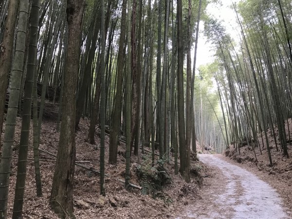 110年4月25日雲林  雲嶺之丘 五元二角 木馬古道1456528