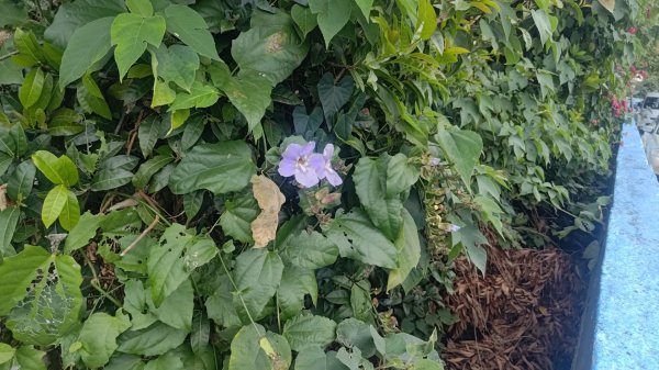 內樹尾、田中**山2708951