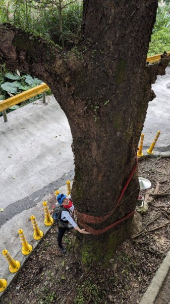 東勢大崙、東勢坑山、觀音湖山O走2986345