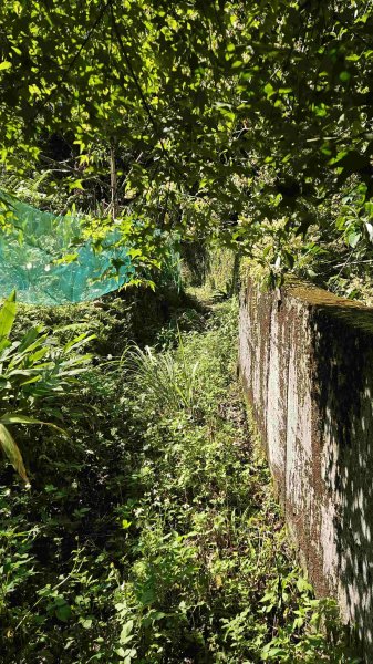 20250422豐田派出所-磨石坑古道-磨石坑山-圳沽古道2767903