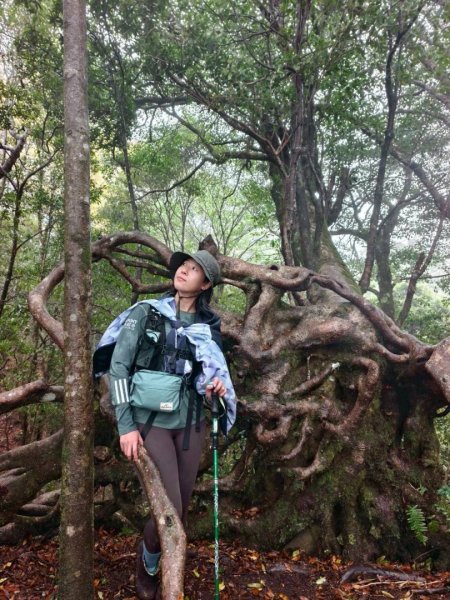 北得拉曼神木群連走內鳥嘴山2940198