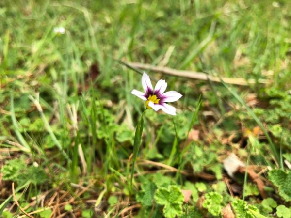 2018/05/18大雪山毛地黃盛開334201