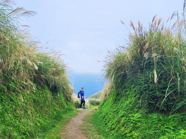 【芒花舞秋風】草山精典賞芒勝地連走2336401