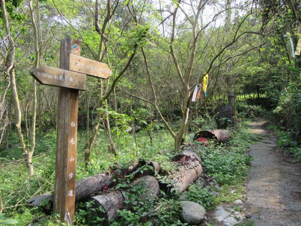 20200321-白毛山886561