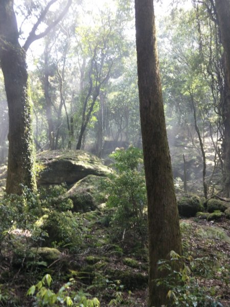 大坪—杜鵑嶺—加里山小P路線1344204