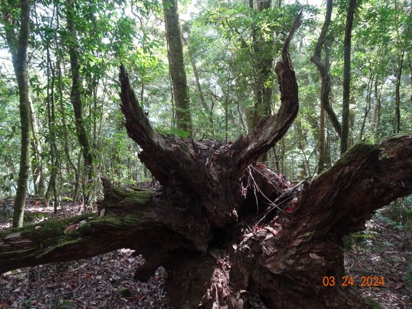 伊利雅娜產道（一般車停車處步行單程約5K產道）至登山口轉接山徑登北霞山往返2461254