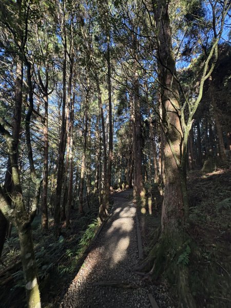 20251225塔山步道(大塔山)2970297