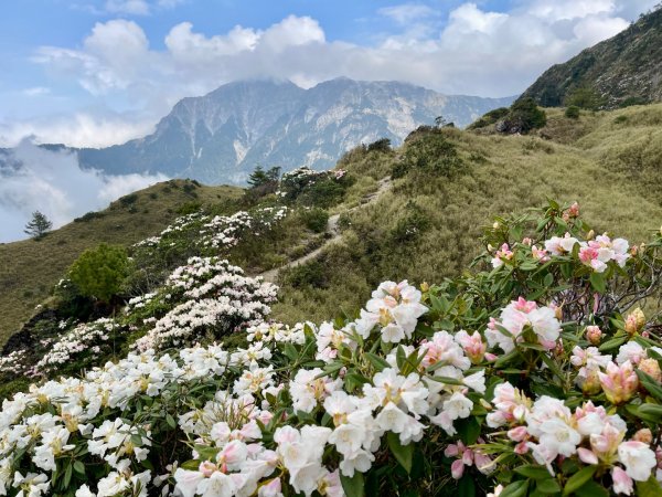 1150419小奇萊杜鵑花封面
