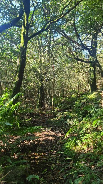 2026-0213 苗圃-凱達格蘭山-七星錐-七星山南峰-小油坑-竹子湖-水車寮步道-湖田猴崁步道-3005659