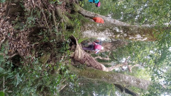 逐鹿卡保山賞一葉蘭2760884