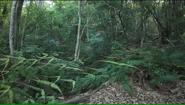 白毛山(谷關七雄No:6)3069009
