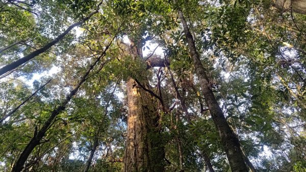 北坑山大板根東洗水山盡尾山東北峰2701680