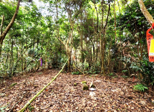 【中級山】有熊森林，谷關三雌白冷山2741090