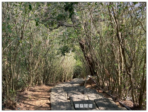 老崎古道、老崎坪頂山 (頭份)2737160