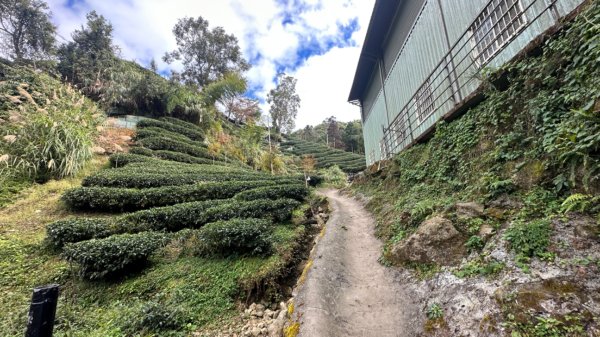 忘憂森林.金柑樹山2668878