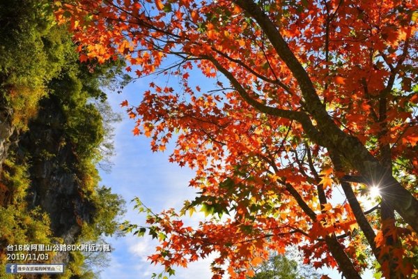 【新聞】台18線阿里山公路紅葉情報