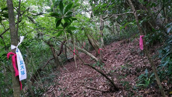 ✅橫斷第四段/橫斷東線-興福寮新稜山徑至向天山南峰 (更新路條112.全段修徑開通)2382466