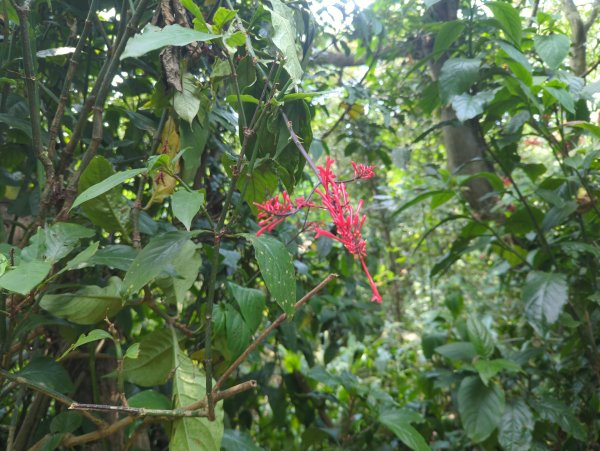 2025.08.30－微笑山線：【大棟山系】2874490