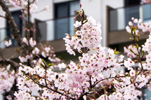 2026-03-28 阿里山3027222