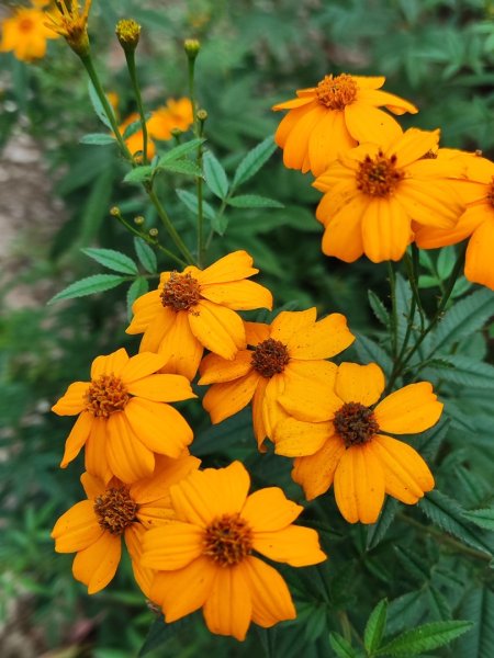 九讚頭車站-大崎棟.茶亭.逃學.騎龍古道20幾K繞大O2972533