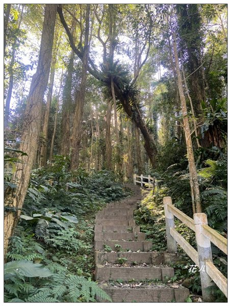 鳳凰谷步道(鹿谷鄉)2690440