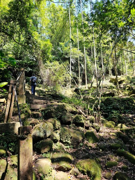 (天上山系)望月亭桐花-2025微笑山線大縱走尋寶集章任務2870339