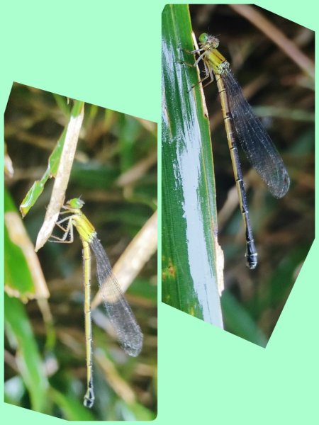 20261012 苗圃上七星公園上東主峰下小油坑上菜公坑下大屯自然公園二子坪3133724