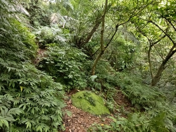 瑞芳區後凹古道+金字碑古道+三貂嶺山+三貂大崙O型2761696