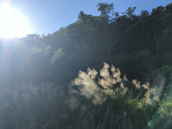 2025.11.15－鳴鳳古道2942981