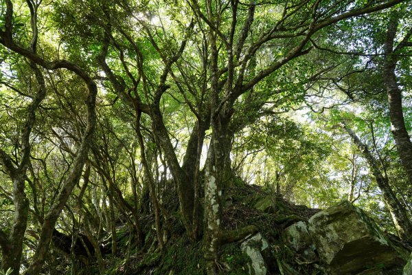 新竹 五峰 油羅山、霞山2798261