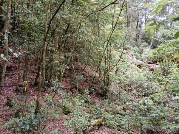 靜宜EMBA玉山隊第五練水社大山⛰️ 水社主峰祕境 ㊙️粉色水晶蘭1693614