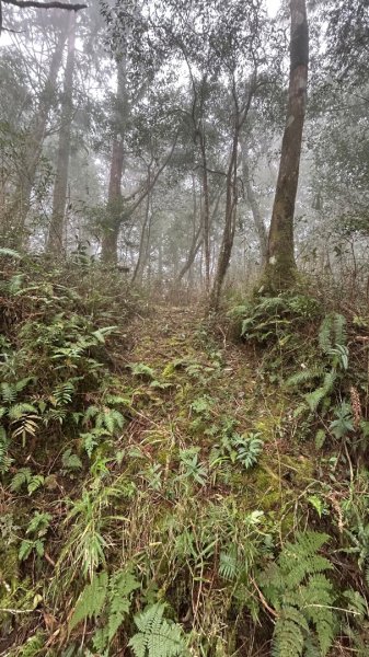 芃芃山西北稜大內台2693951
