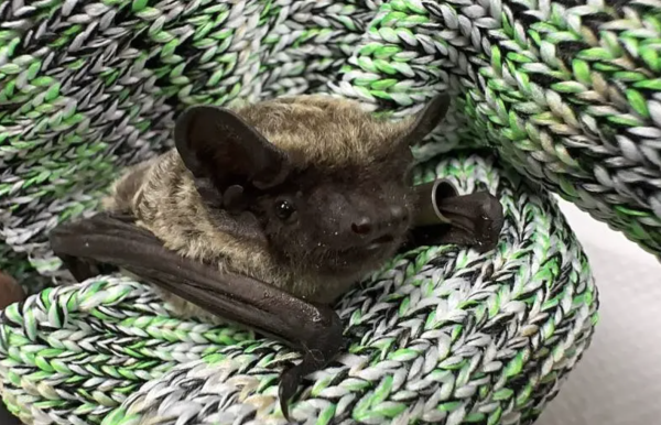 【生態】觀霧首見討喜黃頸蝠 蝙蝠物種數冠全台