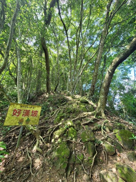 關西赤柯山,東獅頭山步道2281821