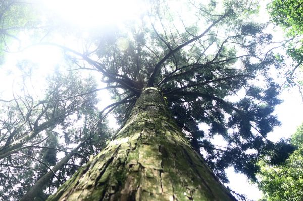 志繼山、東眼山、拉卡山O型環走401759