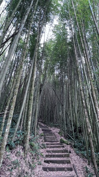 嘉義大凍山O型輕鬆走1699130