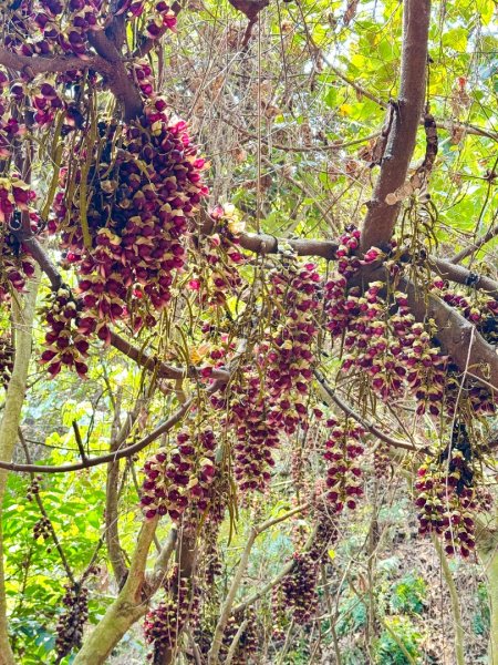 草尾嶺血藤滿山開3019017